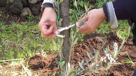 Come piantare un albero innestato